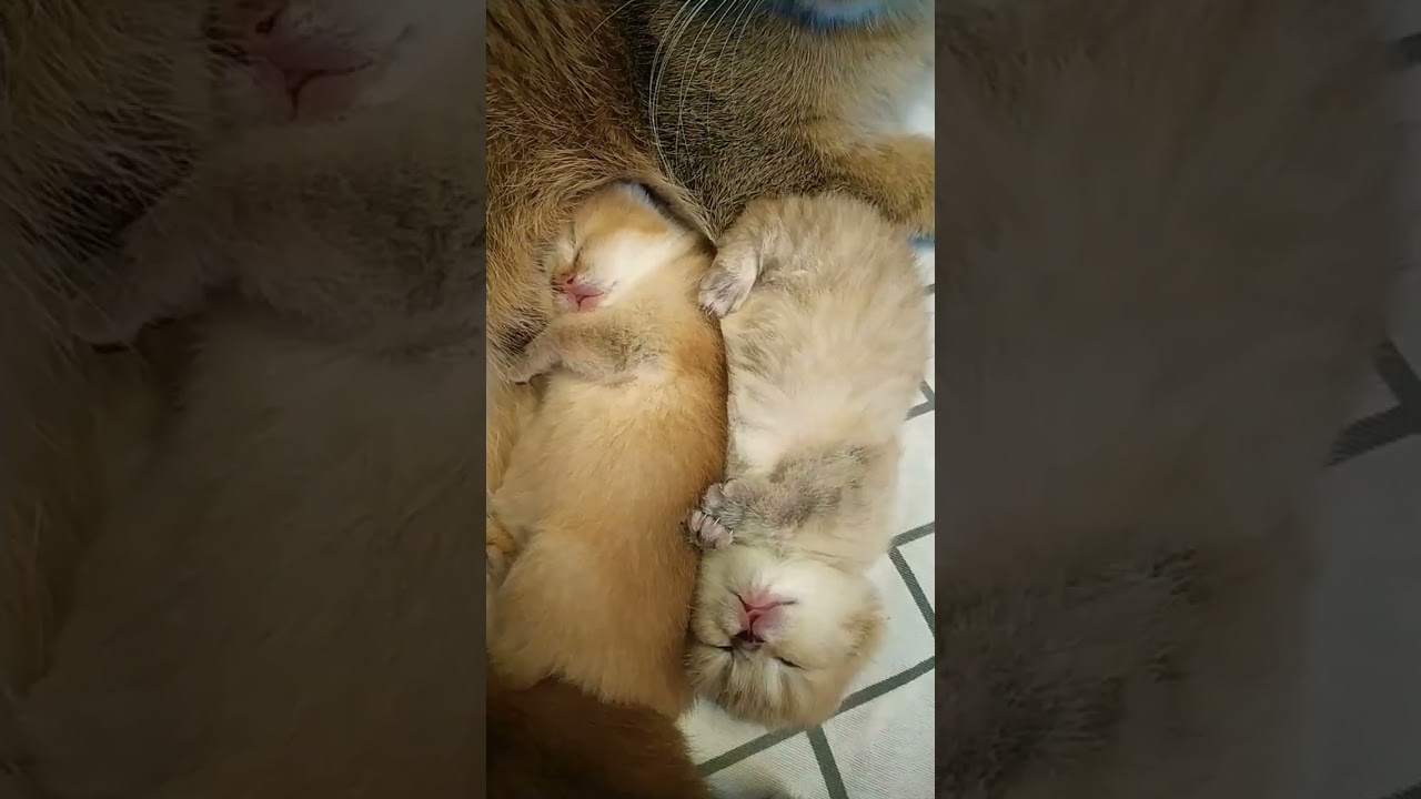 Tiny teddy kitten 💕💞