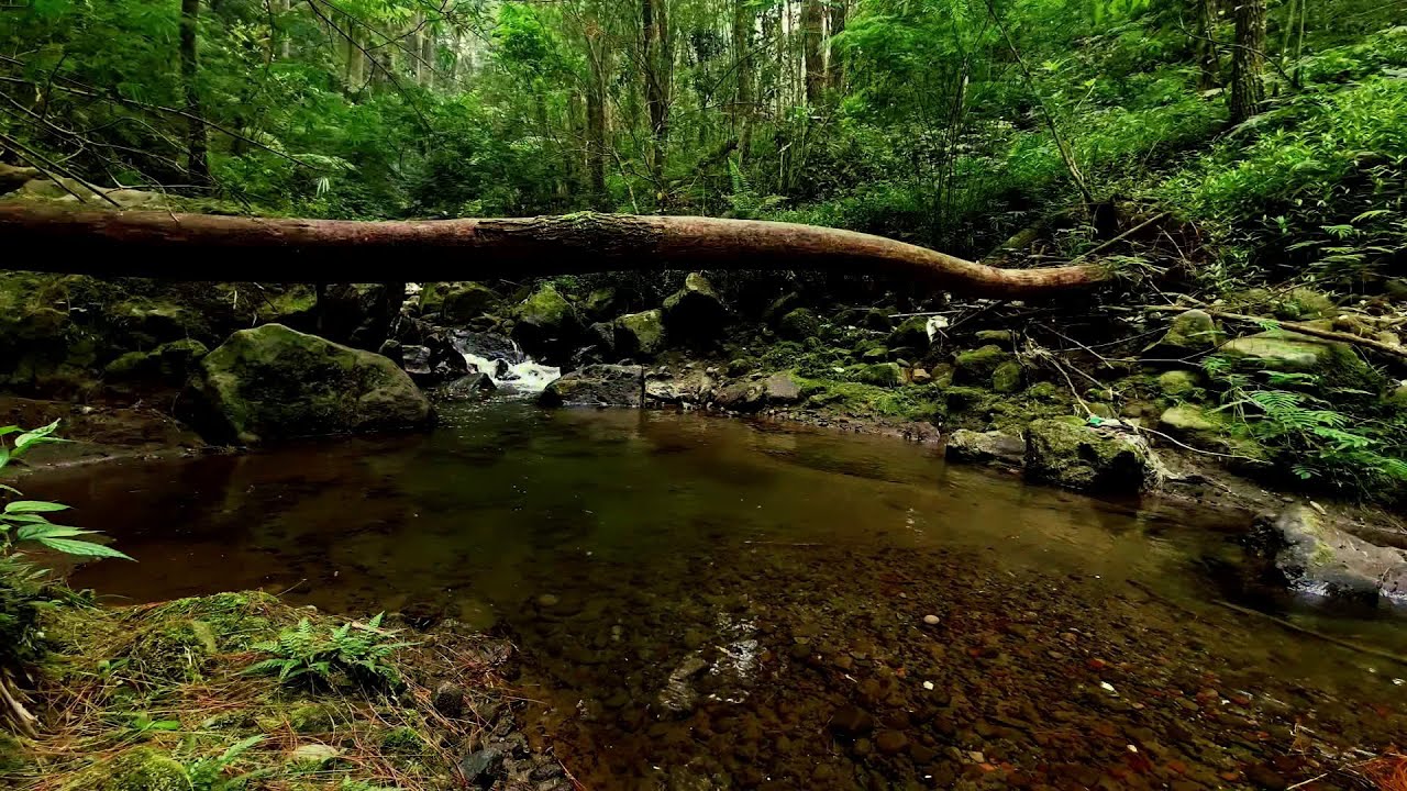 Relaxing River Sound the water flows in a gentle rhythm, the atmosphere relieves stress