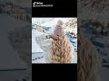 مهرجان قلب جميل شعرك طويل