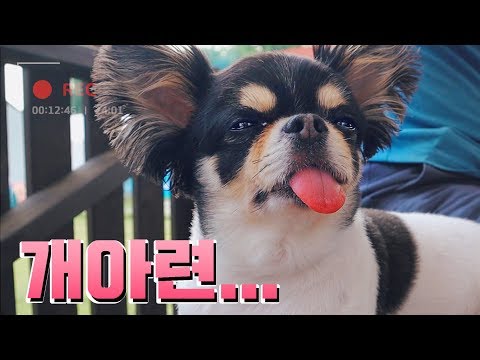 [VLOG] 강아지와 함께한 캠핑 여행기 애견동반 펜션&글램핑, 실내수영장, 천연잔디운동장│레미_Remy