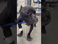 Pup’s Body Began Shutting Down From A Concerning Shadow Visible On The X-Ray [STORY BELOW]