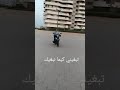 لو كان جا قلبك كيما قلبي مع الكلمات