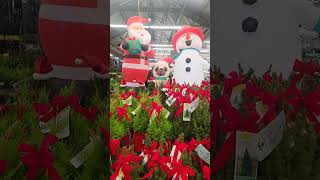 Small Christmas Trees at Lowes 🎄