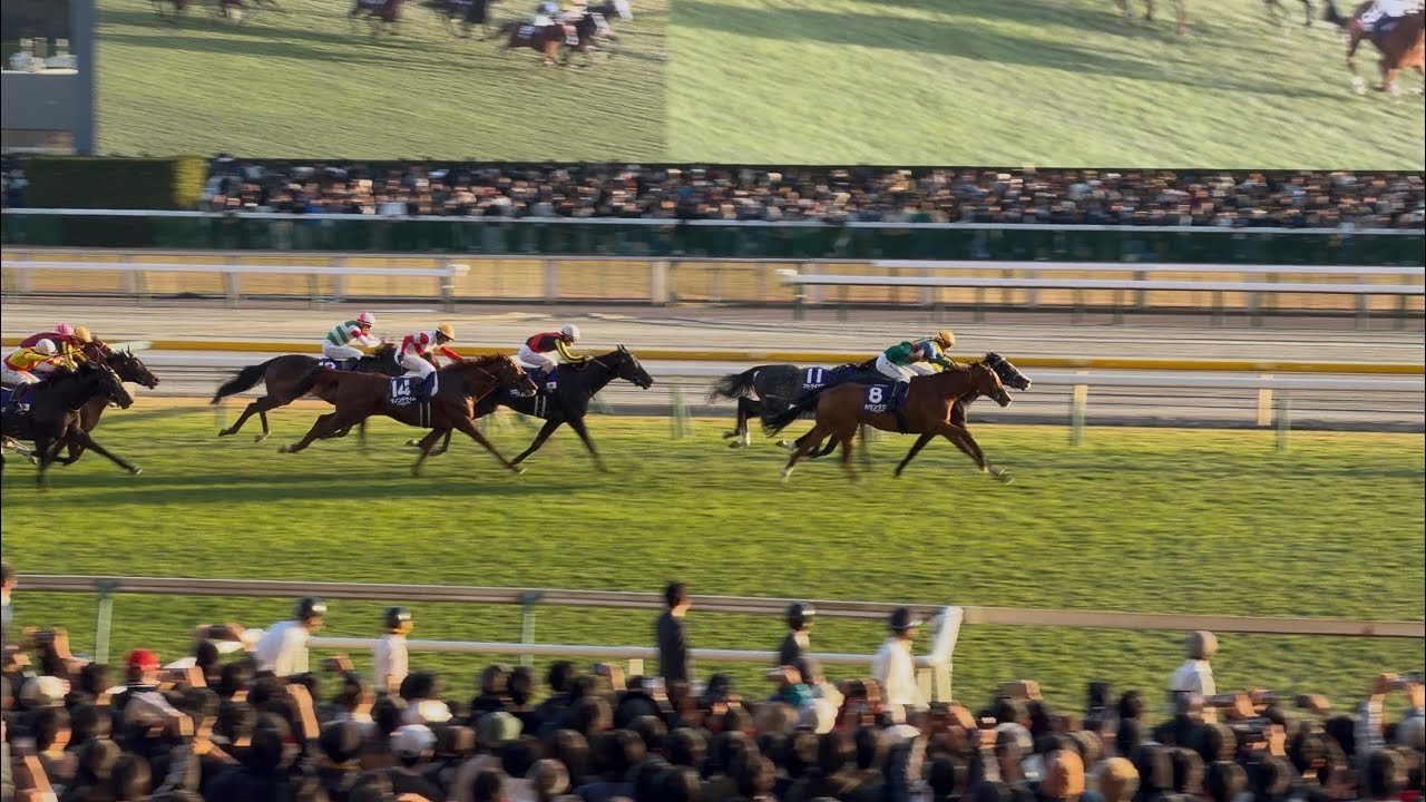 【現地映像 4K】2025.11.30（日） 東京12R ジャパンカップ（GⅠ）【カランダガン】