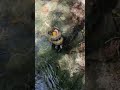 Sucuri captura um tucano em Bonito(MS)