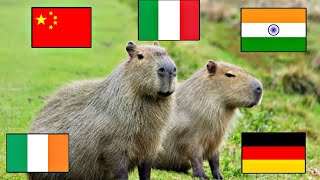 Capybara in different languages meme