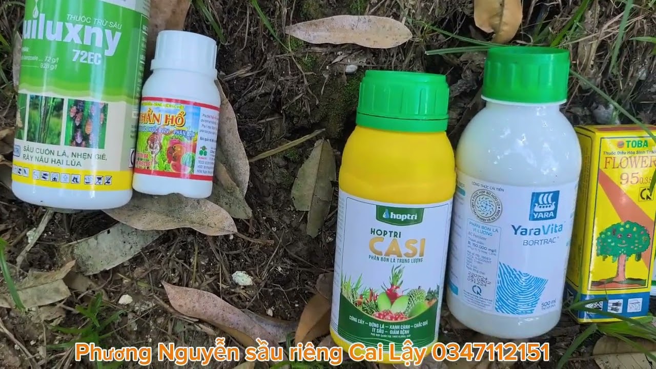 Tăng đậu trái cho sầu riêng nghịch vụ