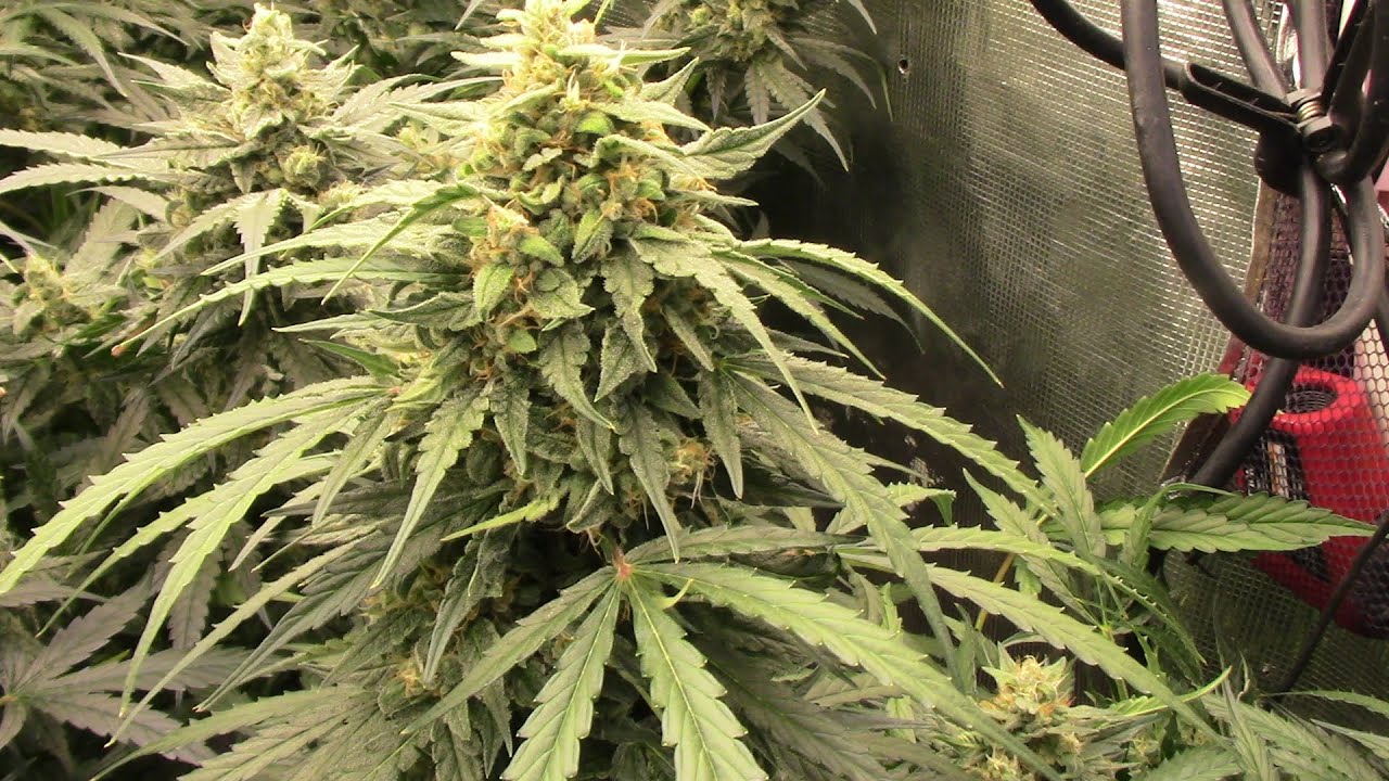 S19:E2 Autoflower cannabis grow update with Ethos, Mephisto, Fastbuds, Automatically Delicious