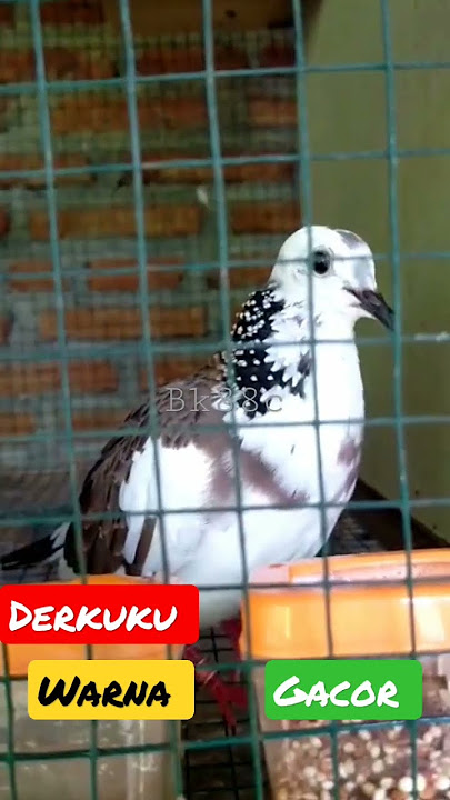 derkuku warna gacor... @ #perkututlokalgacor #derkukuwarna #derkukugacor #perkututlokal