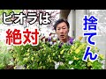 【6月のビオラ】捨てますか?捨てませんか? 【園芸超人カーメン君】