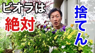 【6月のビオラ】捨てますか捨てませんか　【園芸超人カーメン君】