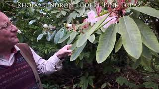 Rhododendron loderi at Caerhays