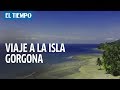 Viaje a la isla Gorgona, uno de los lugares más bellos de Colombia | EL TIEMPO