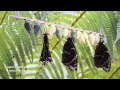 Eclosión de mariposas azul Morpho (Morpho peleides) en HD