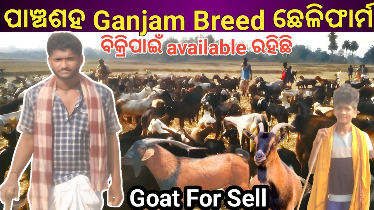 Ganjam Breed Goat stock available//ପାଞ୍ଚଶହ ଗଞ୍ଜାମ ଛେଳି ବିକ୍ରିପାଇଁ ରହିଛି ଉପଲବ୍ଧ //@VeenuGopalVlog