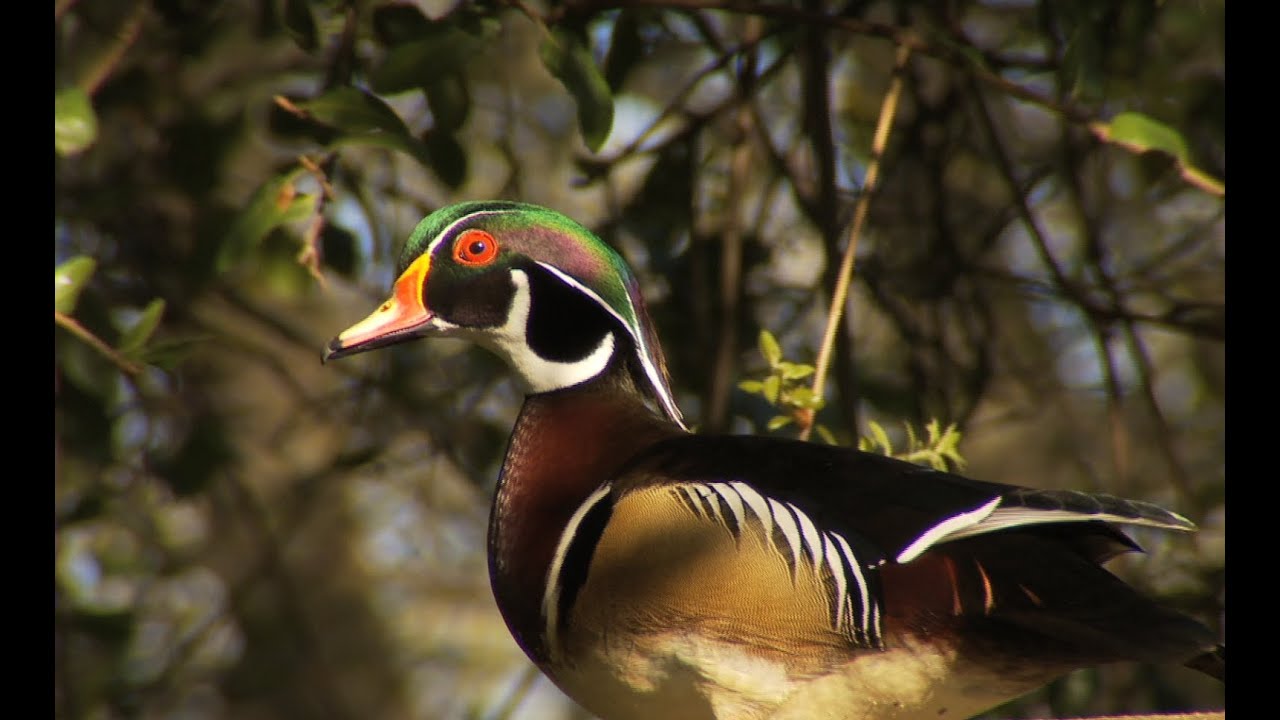 Wood Duck  The Maryland Zoo