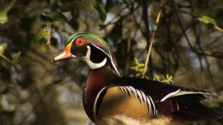 Deb & Stu Greenberg's Wood Duck Pond