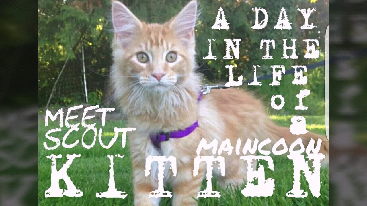 camera iphone 8 plus apk A DAY IN THE LIFE OF A KITTEN