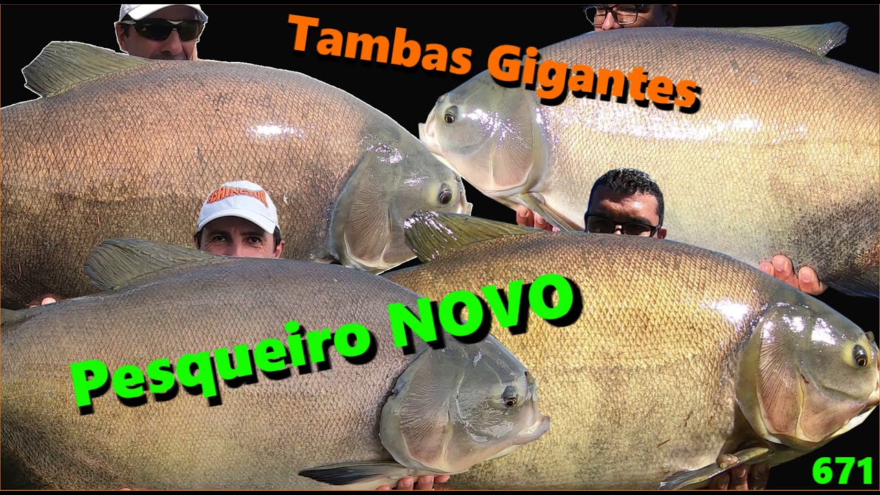 O Fishingtur descobriu um NOVO Pesqueiro com tambas GIGANTES - Pesque Pague Kanibal - Programa 671