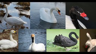 Las Razas de cisnes del mundo.