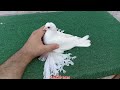 شاب ابيض شقلباظ من المستويات المميزه جدا mp3