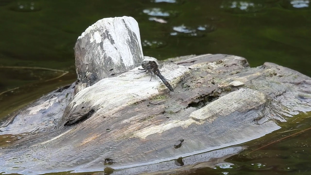 West Fife Dragonflies - 10th September 2021