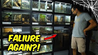VELVET Spiders and TRAPDOOR Spider GONE! @TheDarkDen
