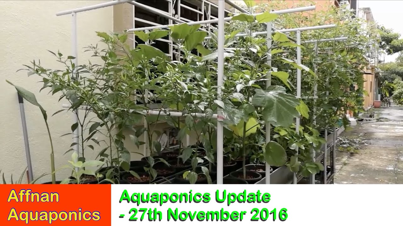 Affnan's Aquaponics - 27th Nov 2016 Update - YouTube