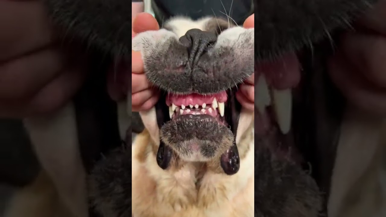 Saint Bernard dog showing his teeth evil face 😂 YouTube