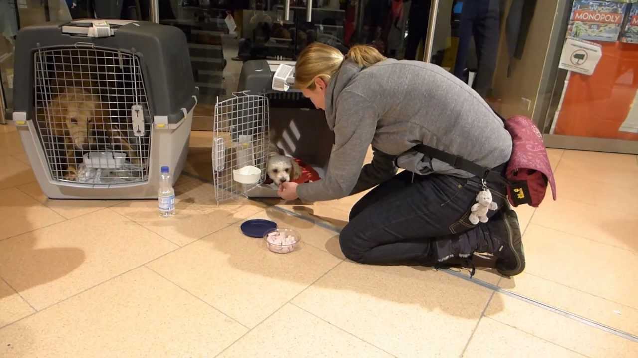 Hunde in Not Ankunft in Hamburg 20130318 YouTube