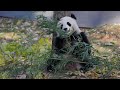 #DCPandas: What's on the Menu for Giant Pandas?