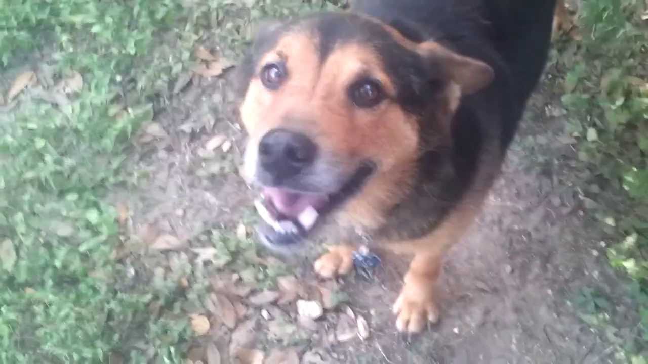 sheltie german shepherd