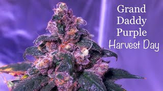 GDP Harvest Day! Sheβs Purple β ILGM Grand Daddy Purple