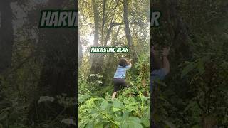 A trip to the forest for some crypto and NFTs @agarwoodsnft #waxblockchain #nftgaming #playtoearn