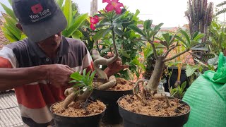 Program Akar Bonsai Kamboja Jepang  Andenium 