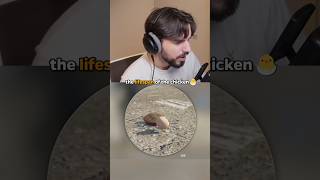 How the chicken animations will look!