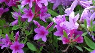 J STRAUSS 34 Fruhlinsstimmen Voices of Spring Op 410 J STRAUSS 34 Fruhlinsstimmen Voices of Spring Op 410