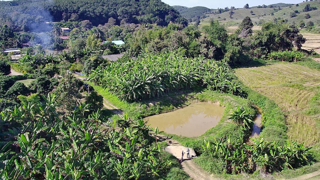 CR64306   สวนกล้วย พร้อมบ่อปลา  1-1-60 ไร่ ขาย 850,000 บาท ต. แม่ข้าวต้ม อ.เมือง เชียงราย