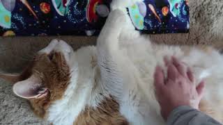 Cat Shows Belly To Get Rubs