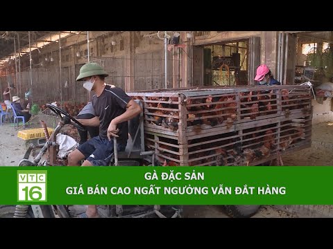 Video Gà đặc sản, giá bán cao ngất ngưởng vẫn đắt hàng |... - youtube