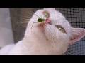色んな生き物が見放題の家に住む猫たち！