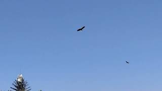 Bald Eagle Training free flight at Dubai Safari Park Birds Of Prey Show THE RAPTORS