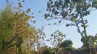 Story wa.pasker liar miber bareng singo barong