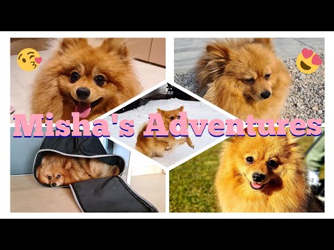 Misha Pom - YouTube