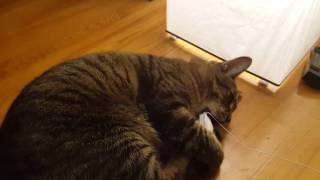 Unboxing: Meowbox (October 2016)