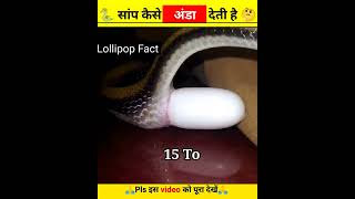 🐍सांप अंडा कैसे देती हैं ? #snakes #shorts