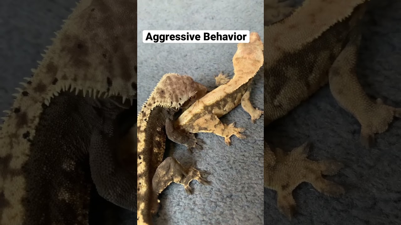 Geckos have very *Aggressive  Mating Behaviour.😳 