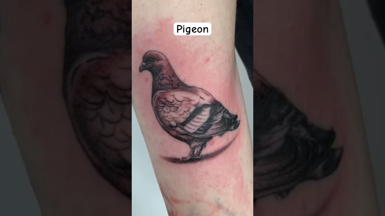 Pigeon Tattoos Stock Illustrations – 9 Pigeon Tattoos Stock Illustrations,  Vectors & Clipart - Dreamstime
