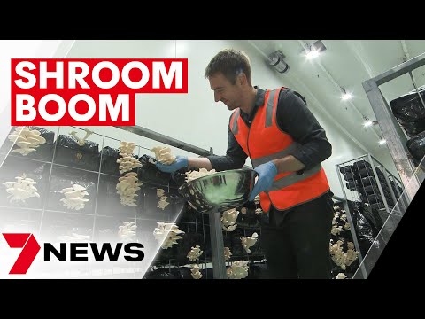 Adelaide’s former holden factory to become australia’s largest exotic mushroom farm | 7news