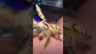 Jumping spider pet is the cutest. Spiders are so inoccent. Salticidae Hyllus diardi #shorts